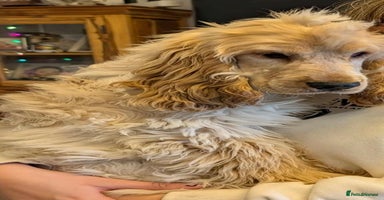 Cocker Spaniel dogs - Advert 2