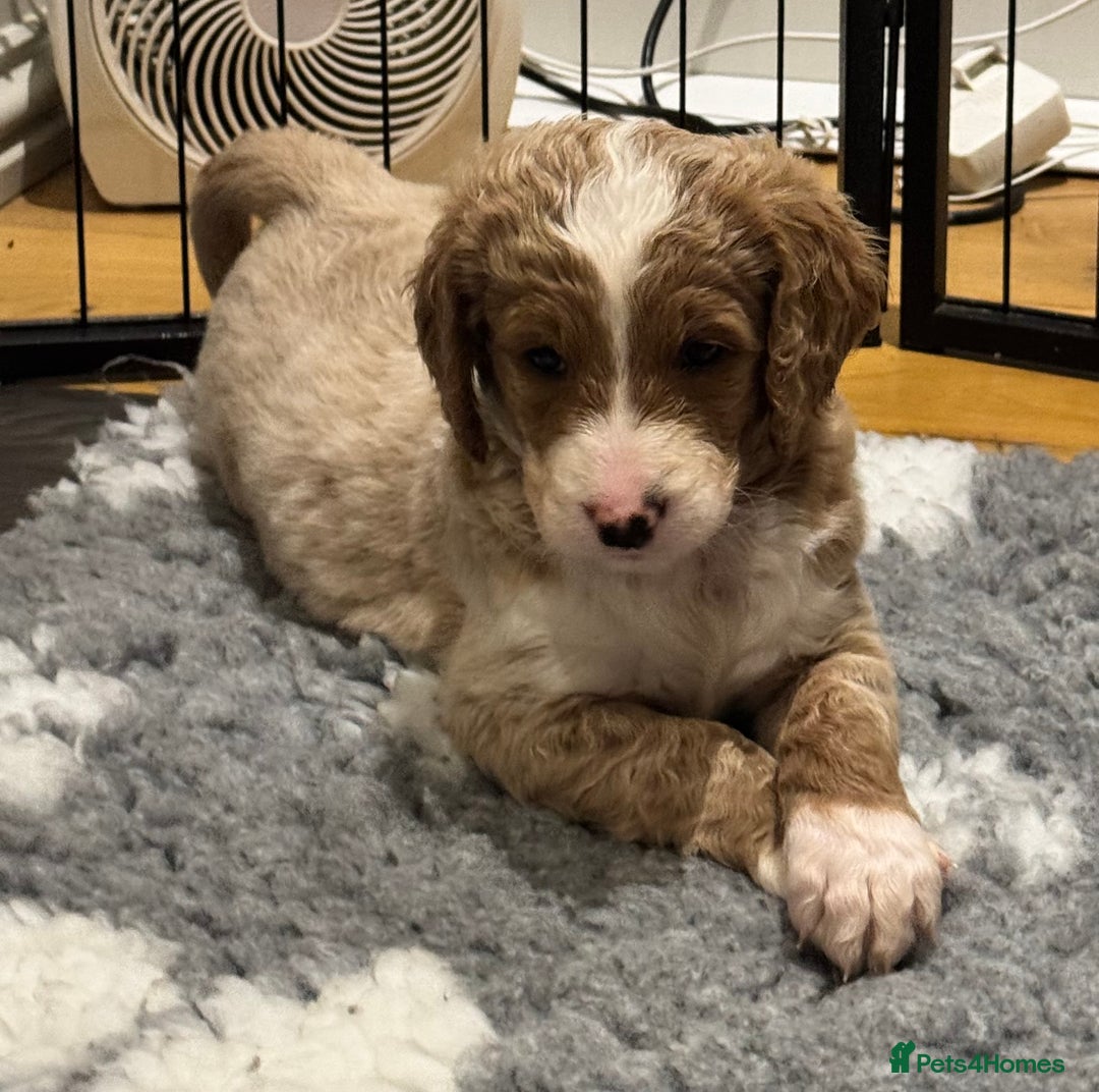 Mixed Breed dogs for sale: Golden Bernedoodles 🐶 - Advert 4