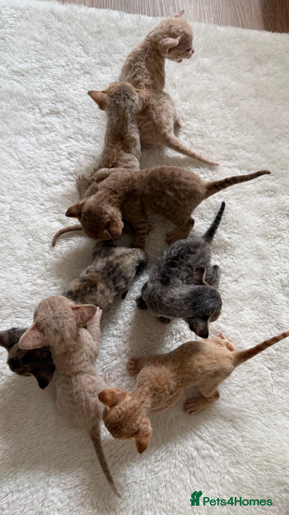 Devon Rex cats for sale: Devon Rex  - Advert 2