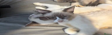 Siamese 1