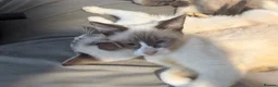 Siamese cats for sale: Beautiful Siamese kittens - Advert 8