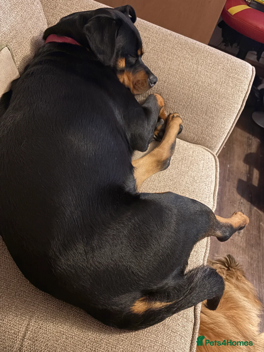 Rottweiler dogs for sale: Gorgeous Rottweiler girl 16 months old kc reg - Advert 4