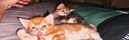 Mixed Breed cats for sale: Ginger boy for sale - Advert 3