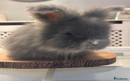Angora rabbits for sale: Angora bunnies. 20.07.25 8 weeks old   - Image 10