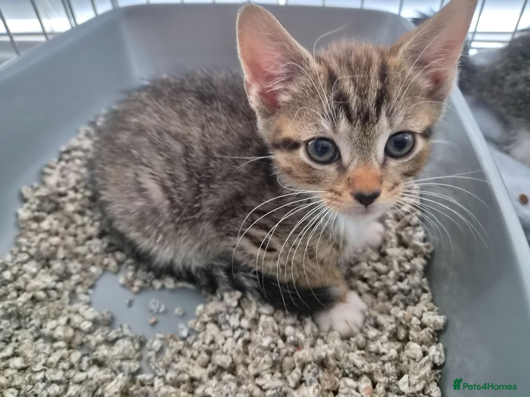Mixed Breed cats Gorgeous ragdoll X bengal kittens  - Advert 11