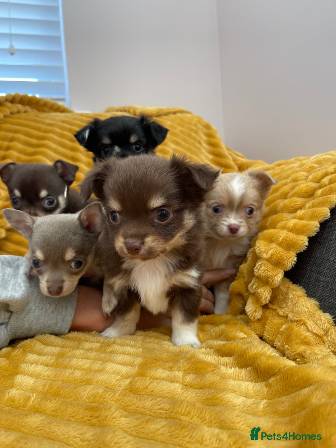 Chihuahua dogs for stud: Chihuahua stud in North Shields - Advert 6