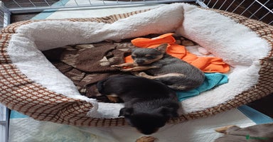 Chiweenie dogs Pups for sale  - Advert 9