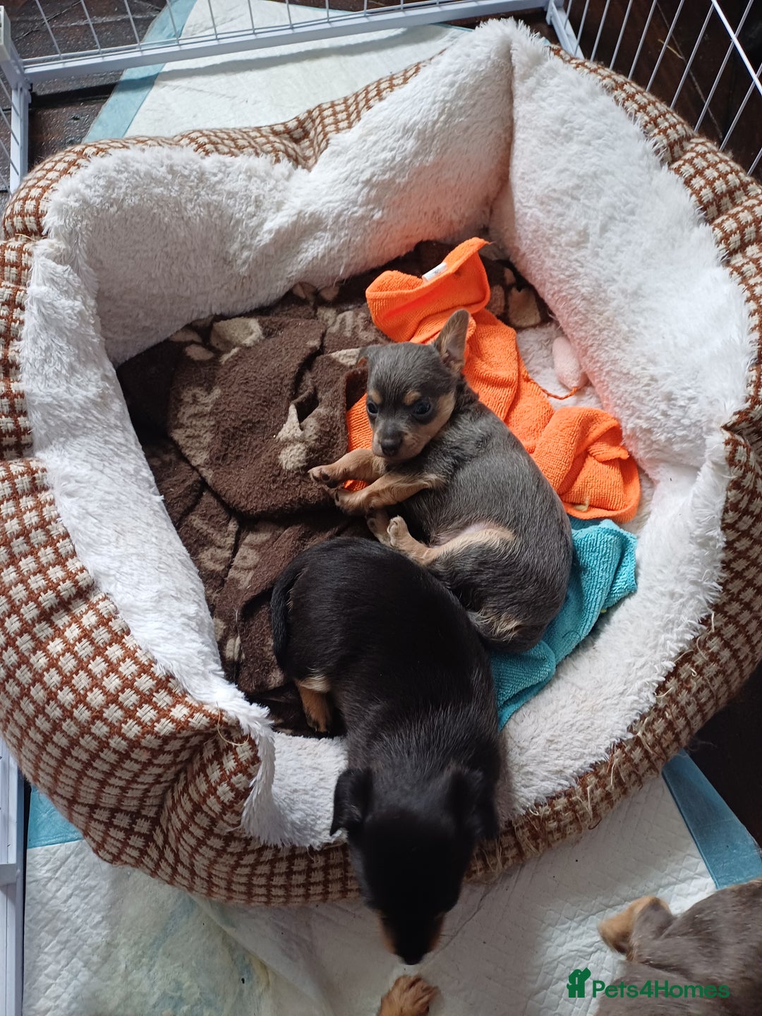 Chiweenie dogs for sale: Pups for sale  - Advert 3