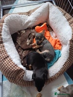 Chiweenie dogs Pups for sale - Advert 2