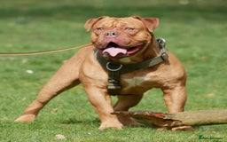 Olde English Bulldogge dogs for sale: Genetic Clear, Hip & Elbow Graded Breeding - Image 10