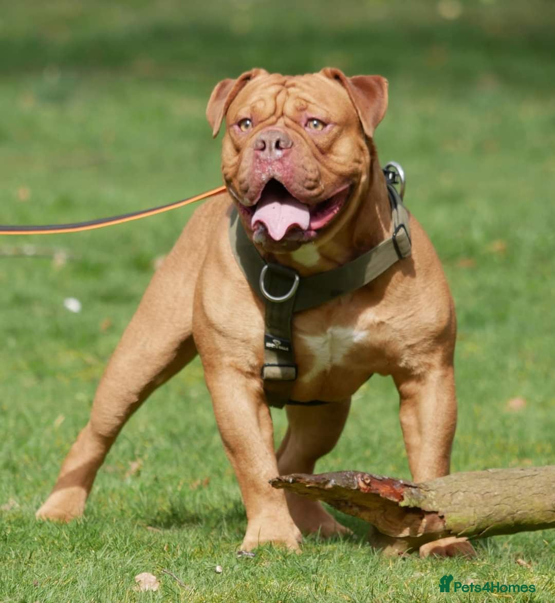 Olde English Bulldogge dogs for sale: Genetic Clear, Hip & Elbow Graded Breeding - Image 10