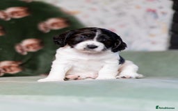 Cockapoo dogs for sale: UNIQUE SABLE BOY READY TO GO ✨ - Image 11