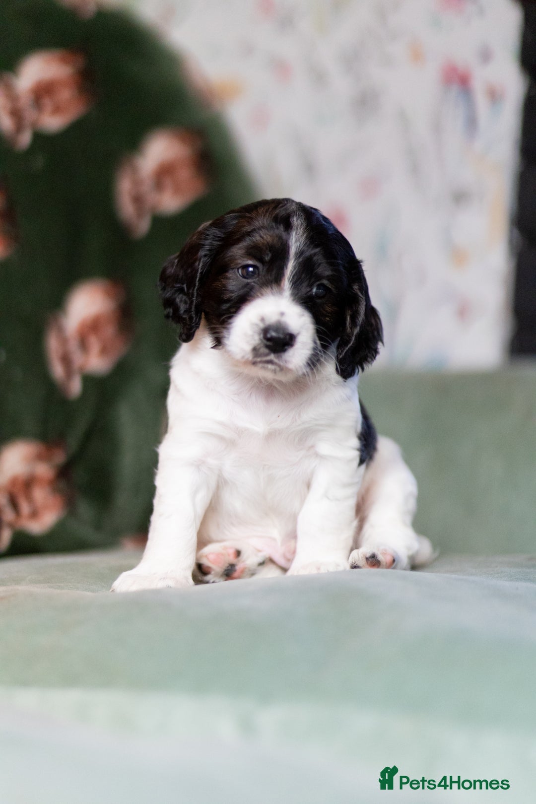 Cockapoo dogs for sale: UNIQUE SABLE BOY READY TO GO ✨ - Image 11