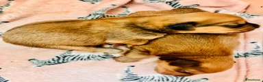 Mixed Breed 4
