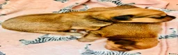 Mixed Breed dogs for sale: Cocker-Pomeranian  - Advert 19