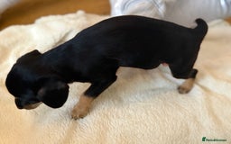 Mixed Breed dogs for sale: Beautiful miniature dash X Maltese  - Image 6
