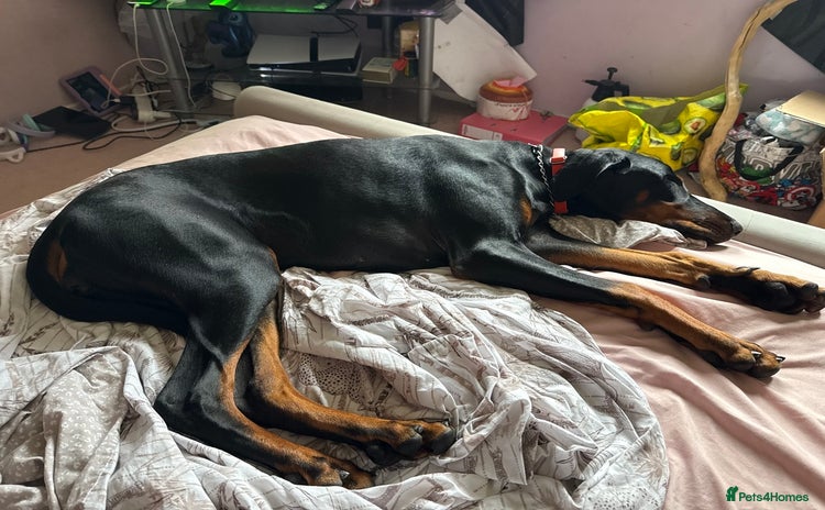 Dobermann dogs - Advert 2