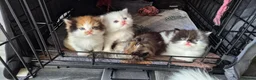 Mixed Breed cats for sale: Beautiful kittens  - Advert 10