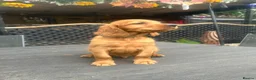 Mixed Breed dogs for sale:  ☘️ Golden Irish puppies available  ☘️ - Advert 29