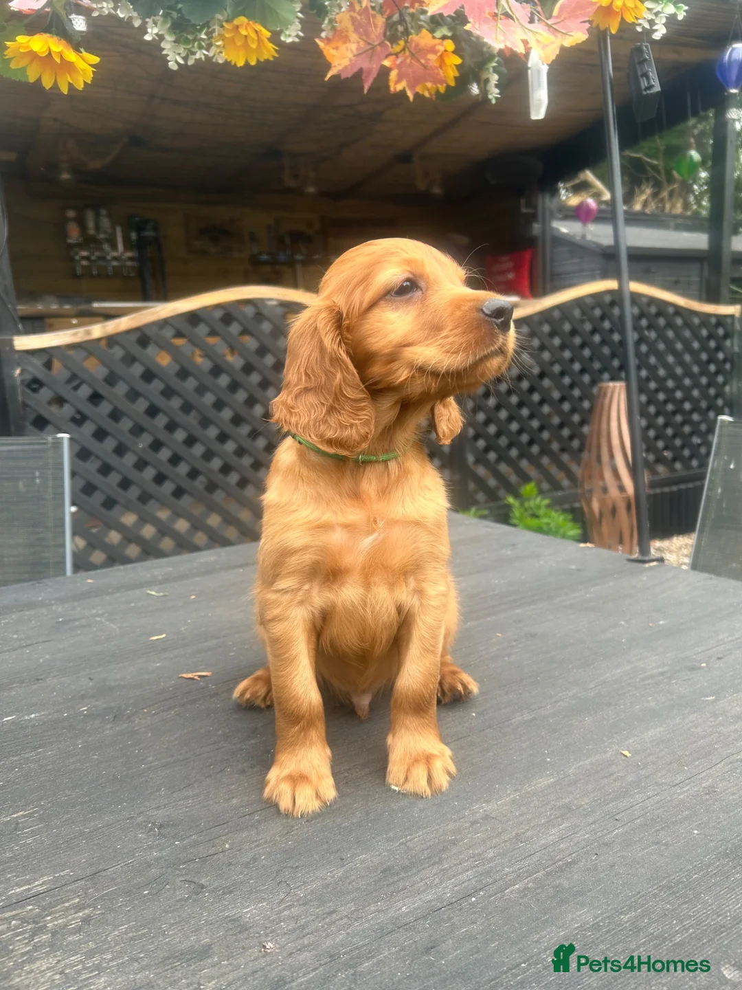 Mixed Breed dogs for sale: Ready now  ☘️ Golden Irish puppies available  ☘️ - Advert 35