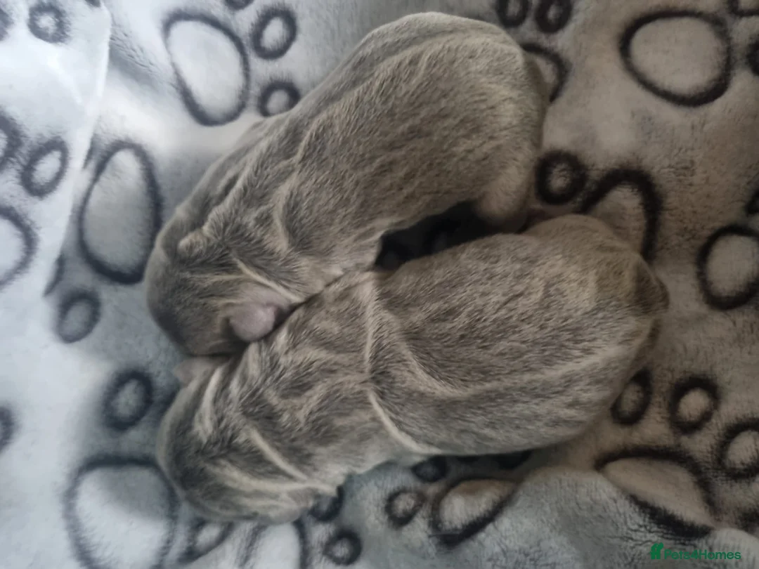 French Bulldog dogs for stud: 🔥 PLATINUM LILAC & TAN FLUFFY - WELL PROVEN- KC   in Blackpool - Advert 23