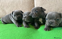 French Bulldog dogs for sale: Solid Blue French Bulldog female puppies - Image 12
