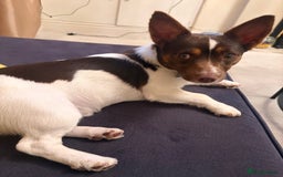 Jack Russell dogs for stud: Chocolate and white miniature Jack Russell stud  - Advert 5