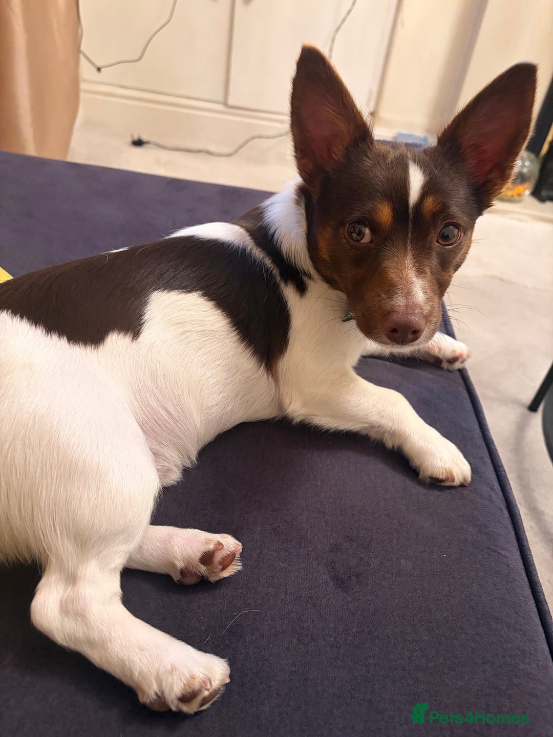 Jack Russell dogs for stud: Chocolate and white miniature Jack Russell stud  - Advert 5