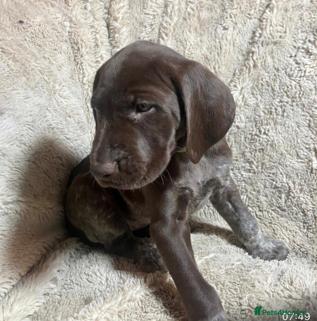 German Shorthaired Pointer dogs for sale: KC Reg Champ blood Lines GSP Pointer Pups - Leeds - Advert 18