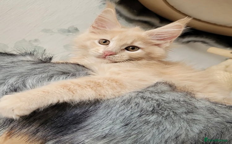 Maine Coon cats - Advert 4