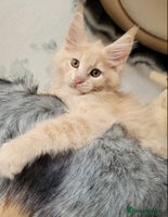 Maine Coon cats Xl Stunning Maine coon kittens - Advert 1