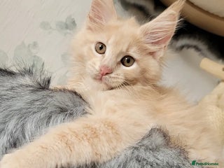 Maine Coon cats Xl Stunning Maine coon kittens - Advert 11