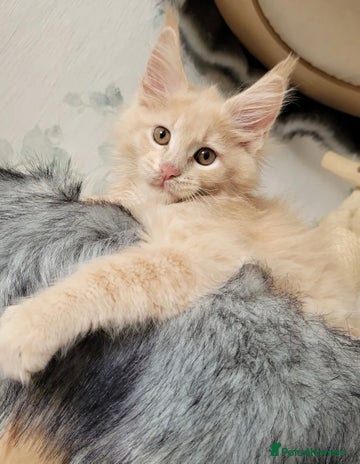 Maine Coon cats - Advert 4