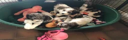 Mixed Breed dogs for sale: Rare Parti Colour CockalierPoos 5* breeder of 25yr - Advert 21
