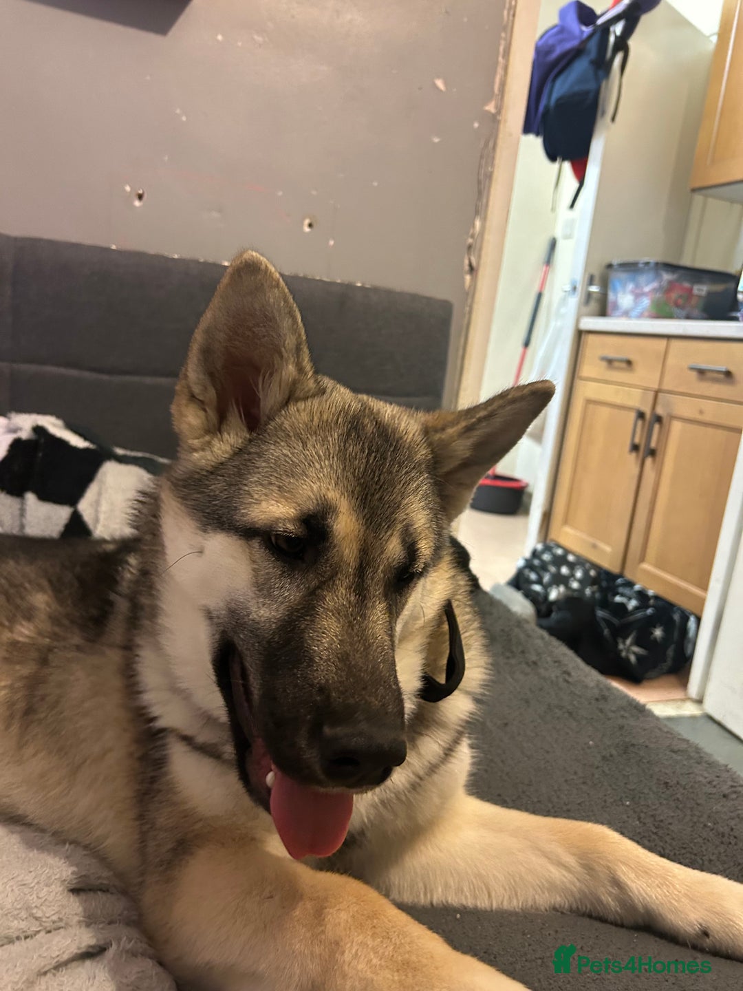 Shepsky dogs for sale: Shepsky ‘scrappy’ 3years  - Advert 10