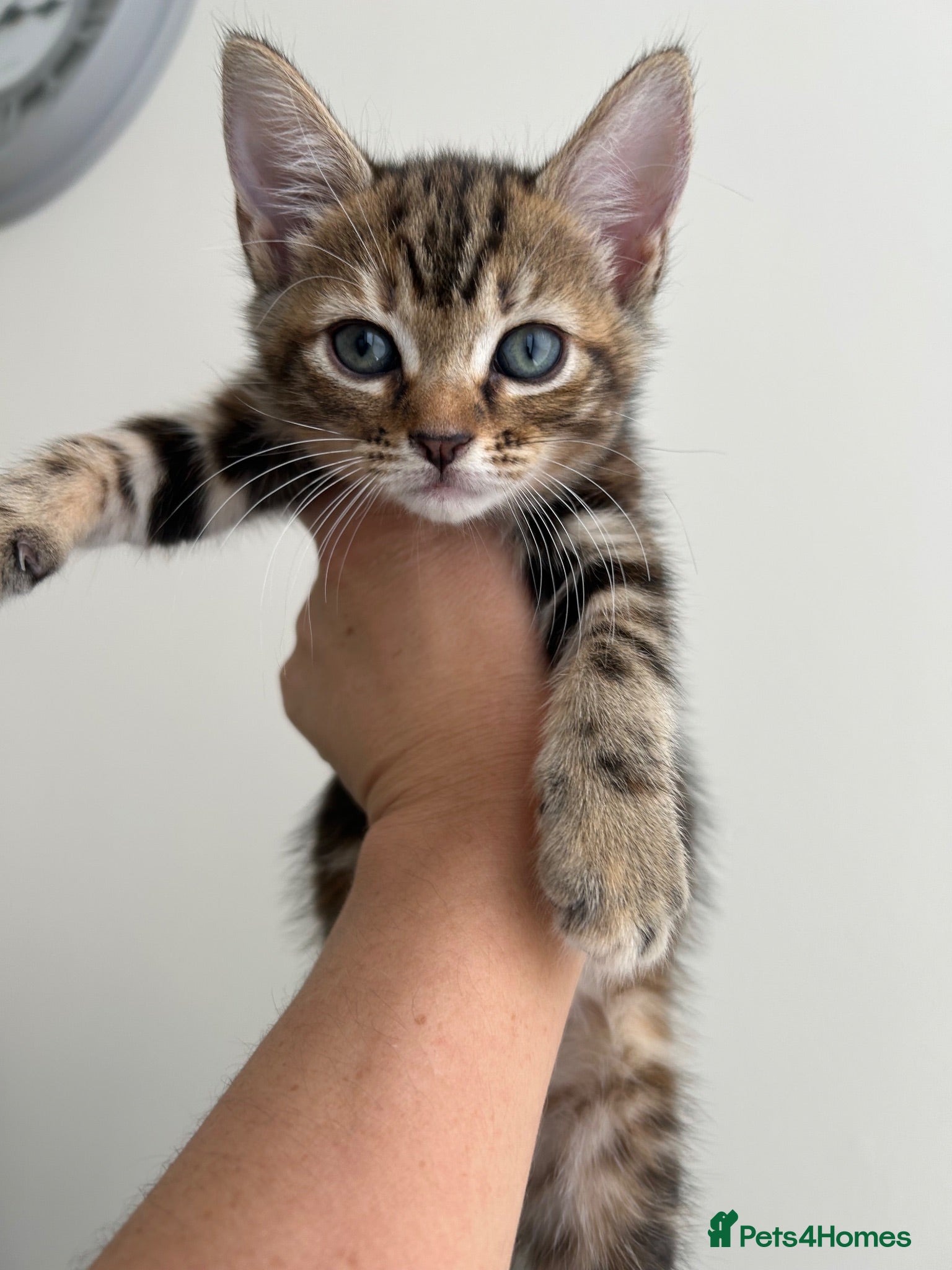 Mixed Breed cats Kittens  - Advert 1