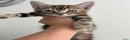 Mixed Breed cats for sale: Kittens  - Advert 1