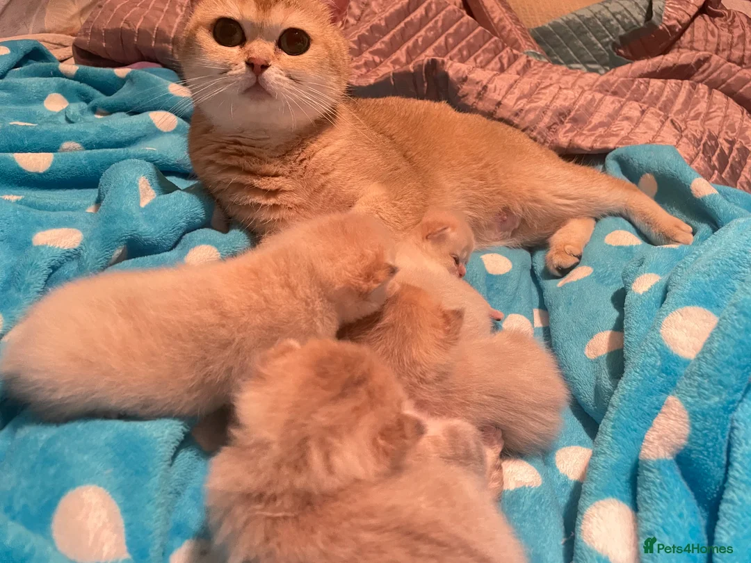 British Shorthair cats for sale: Adorable lilac golden Kittens Seeking Homes 🌟 - Advert 2
