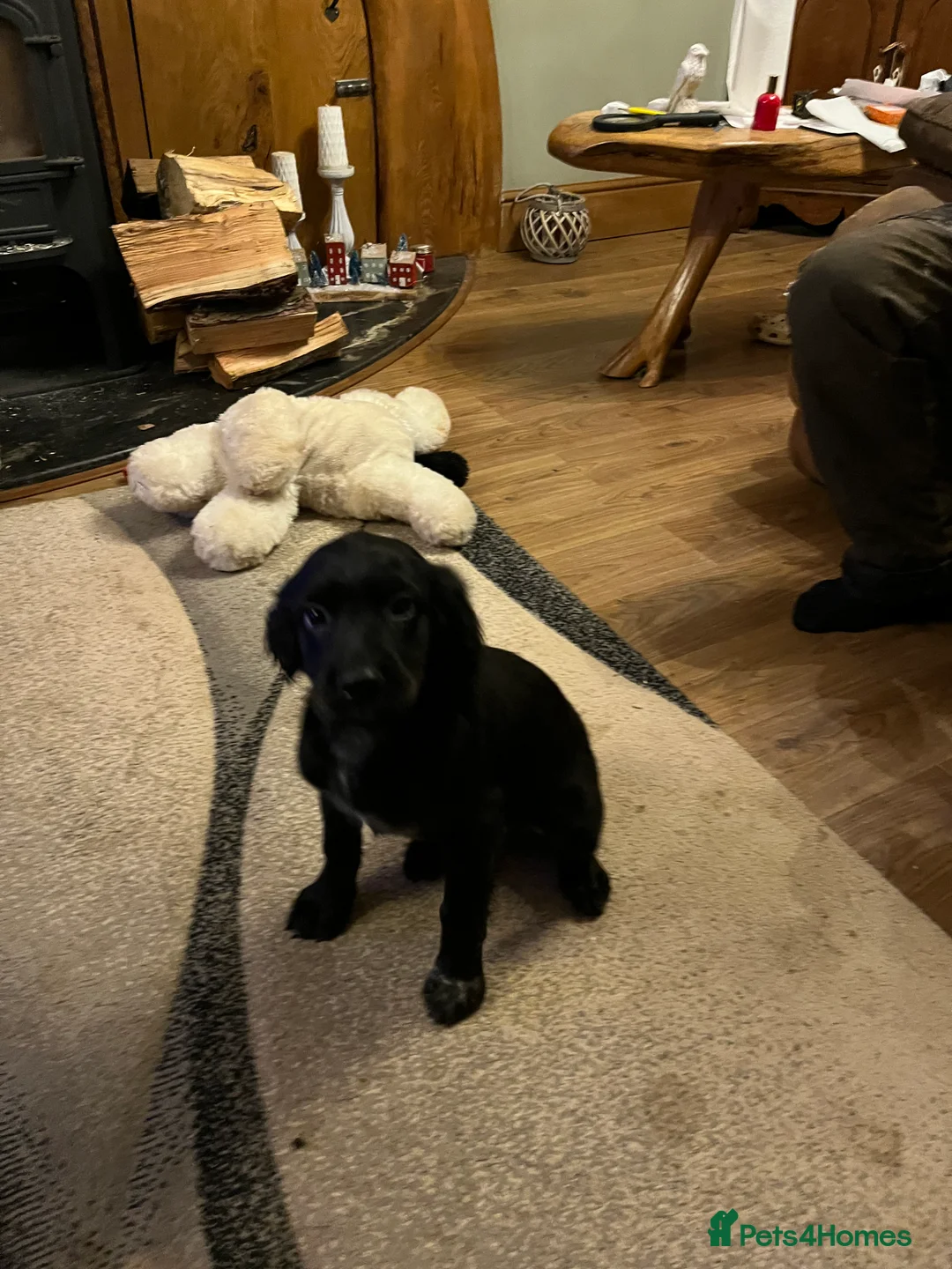 Mixed Breed dogs for sale: Flat coat retriever/spaniel x sprocker  - Advert 6