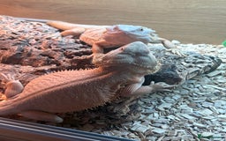 Bearded Dragon reptiles for sale: Bearded dragons for sale  - Image 3