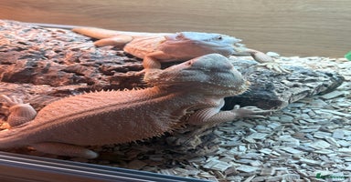 Bearded Dragon reptiles - Advert 15