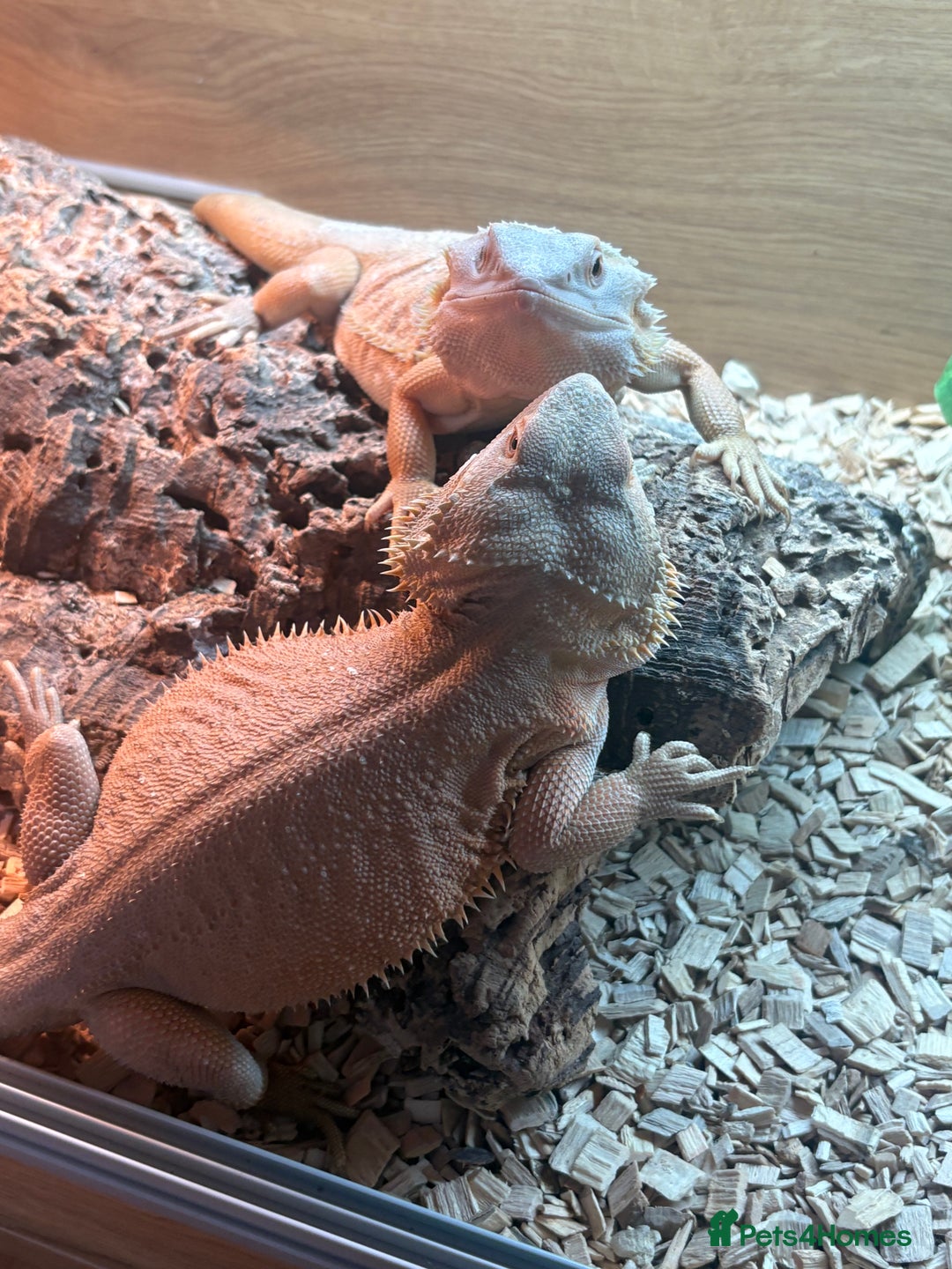 Bearded Dragon reptiles for sale: Bearded dragons for sale  - Image 3