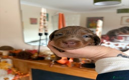 Miniature Dachshund dogs for sale: Longhair miniature dachshund  - Image 11