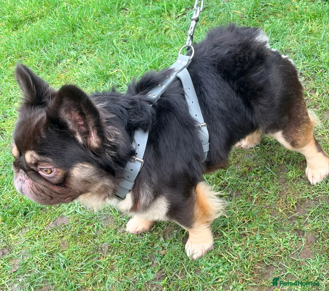 French Bulldog dogs for stud: Chocolate tan fluffy in Chesterfield - Advert 4