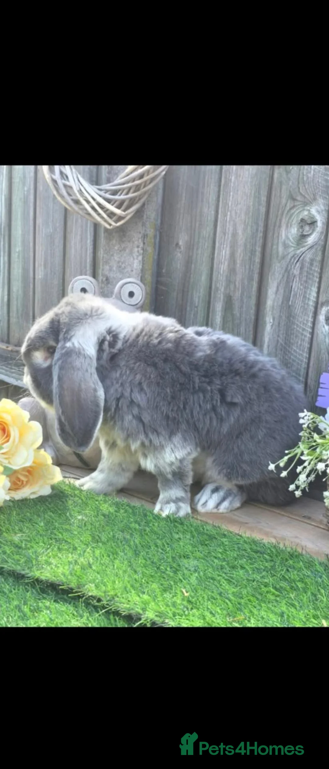 French Lop rabbits for sale: 2 French Lop Doe's For Reserve  - Advert 11