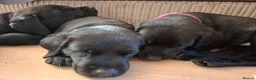 Labrador Retriever dogs for sale: Beautiful Black Labrador Pups - Advert 16