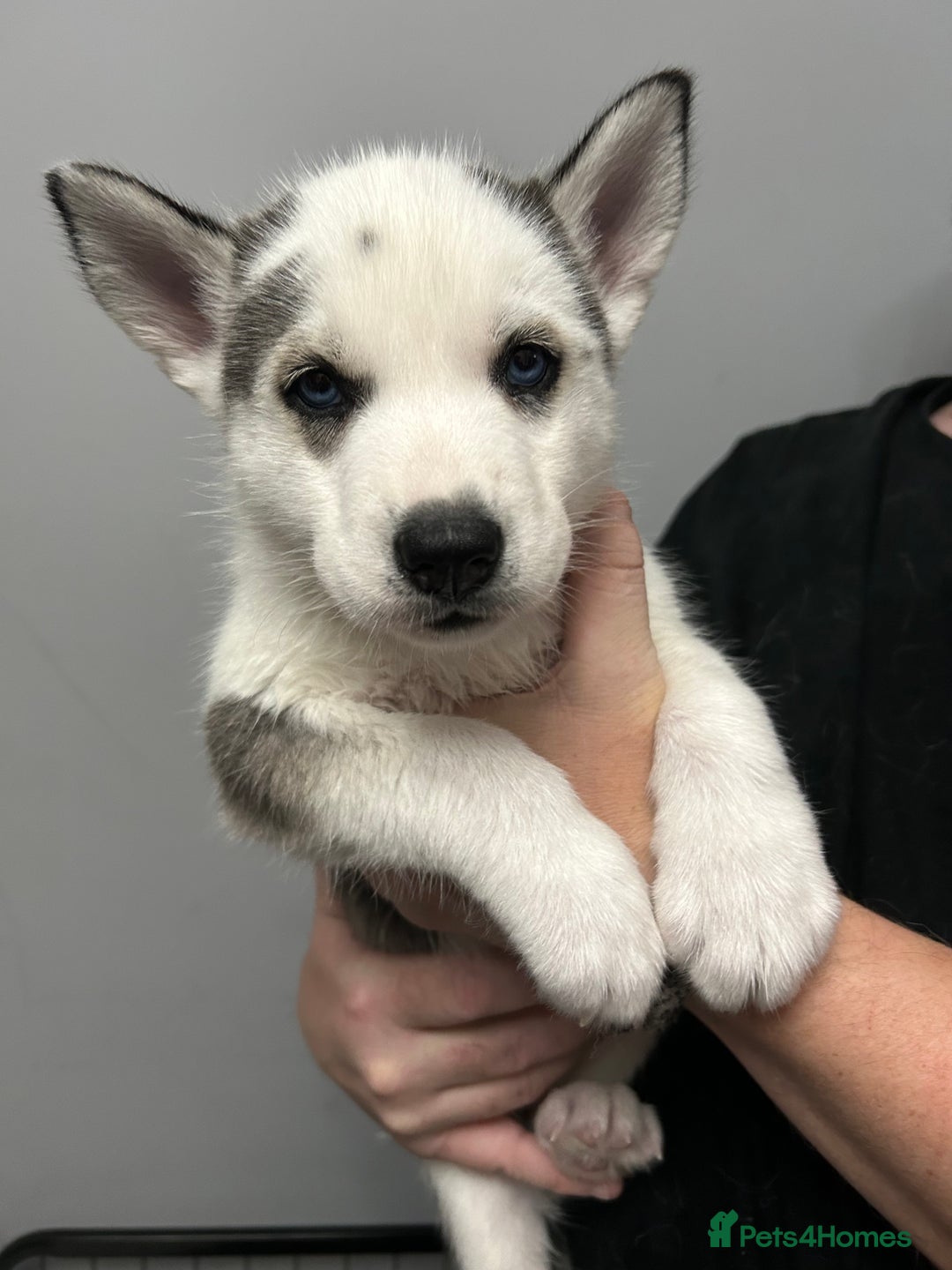 Siberian Husky dogs for sale: Beautiful Husky Puppies – Ready in 2 Weeks!  - Advert 13