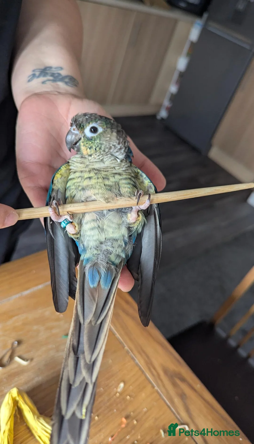 Conures birds for sale: Green cheeked conure (sex unknown) - Advert 2