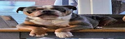 Olde English Bulldogge dogs for sale: old english bulldogg - Advert 1