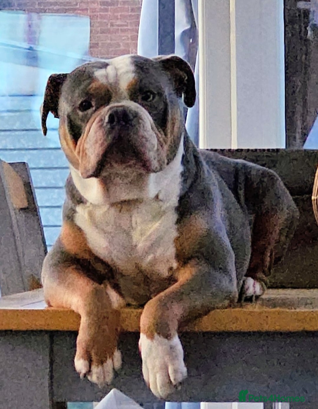 Olde English Bulldogge dogs for sale: old english bulldogg - Advert 1